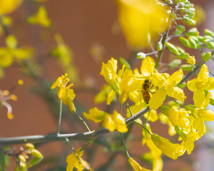 Bee gathering nectar and pollen on the yellow flowers of blossoming Kale Cottagers, pollinator-friendly plant growing in a pot on a balcony as a part of family urban gardening project on a spring day.