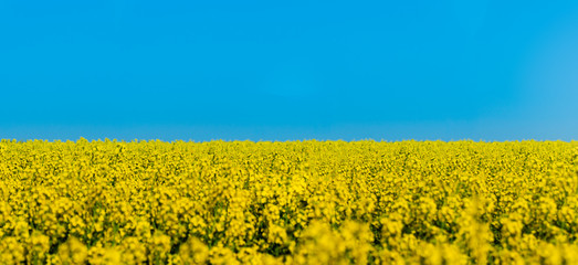 Obraz premium Horizontal landscape backgrounds of beautiful spring summer blooming yellow rape flower field with clear blue sky no clouds for bio organic agriculture harvest growth in Germany made canola oil butter