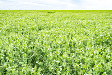 Fototapeta na wymiar field of peas in bloom in spring