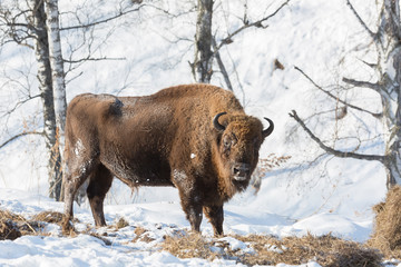 Bison in a snow-covered winter forest