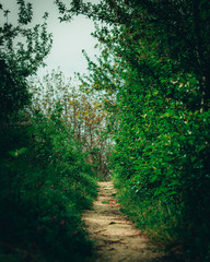 Fototapeta premium path in the woods with beautiful colors 