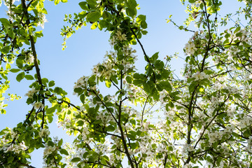 apple orchard in bloom in spring under the sun and blue sky