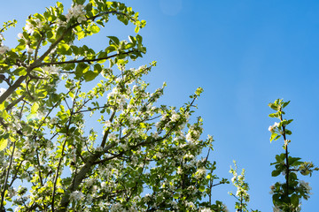 apple orchard in bloom in spring under the sun and blue sky