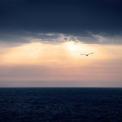 Fototapeta na wymiar Marine horizon at sunrise with the sky threatening storm and the silhouette of a seagull flying towards the sunlight.