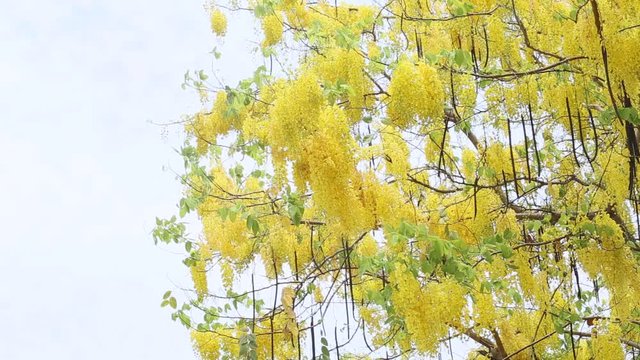 Beautiful yellow Golden shower ,Cassia fistula flower in summer.