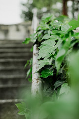 Green leaves on a fence