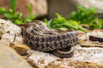 Japanese snake (Amphiesma vibakari) curled up on stones and looking straight at point blank range.