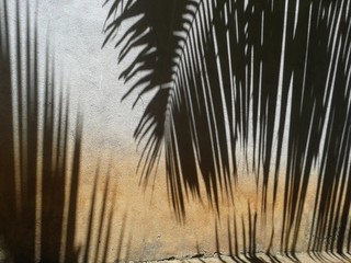 Palm tree shadow on a concrete wall in Goa, India. Nowhere to go metaphore for tourists stranded in...