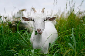 Young white horned goat eating green grass in the field