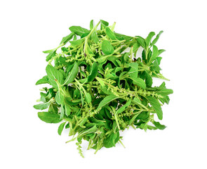 Holy basil leaves on white background