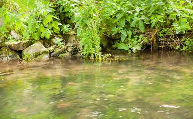 small wild stream with its free and green vegetation