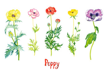 Wild yellow, pink, red and purple poppy flowers collection isolated on white hand painted watercolor illustration with handwritten inscription