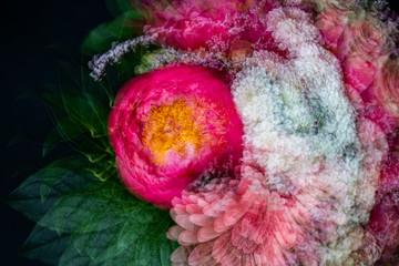 Abstract bouquet of peonies. Moody flower. Bright abstract flower background. Multiple exposure.