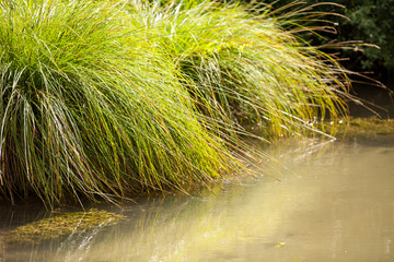 small wild stream with its free and green vegetation