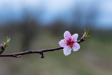 Young flowers showing that spring finally come. - obrazy, fototapety, plakaty
