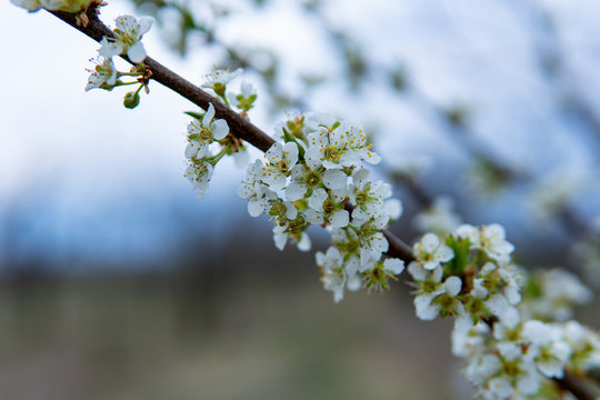 Young flowers showing that spring finally come.