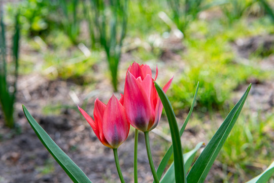 Young flowers showing that spring finally come.