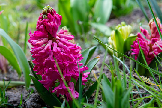 Young flowers showing that spring finally come.