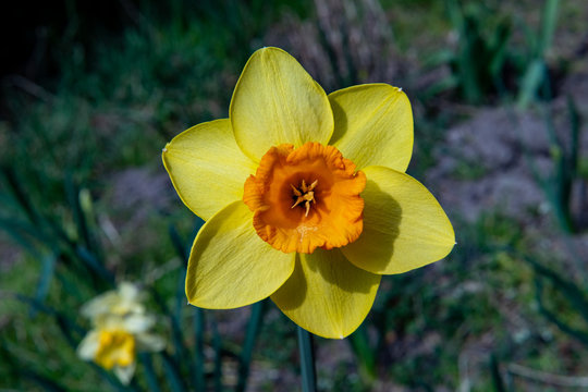 Young flowers showing that spring finally come.
