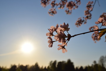 tree in spring