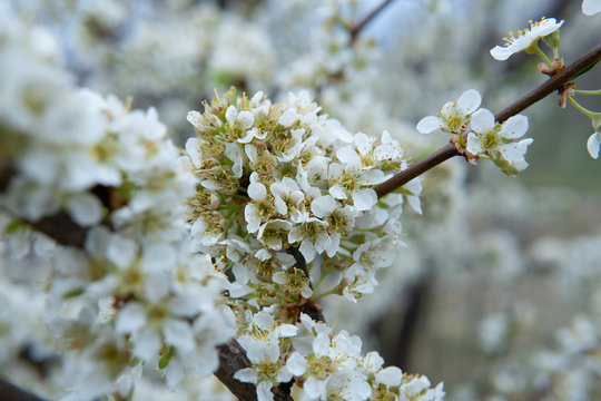 Young flowers showing that spring finally come.
