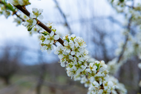 Young flowers showing that spring finally come.