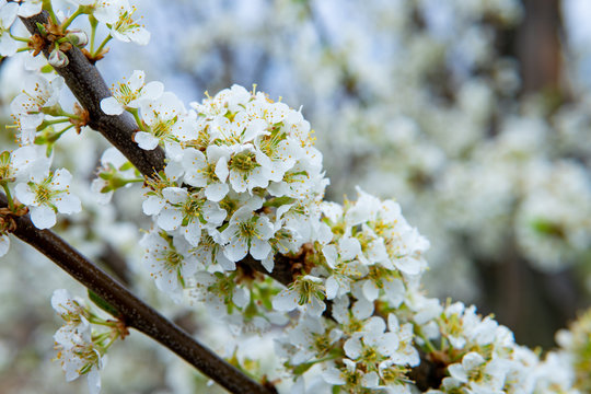 Young flowers showing that spring finally come.