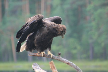 White-tailed eagle (Haliaeetus albicilla) in the North of Belarus