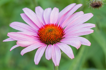 Obraz premium Blossoms of coneflowers (echinacea) in pink, yellow and orange