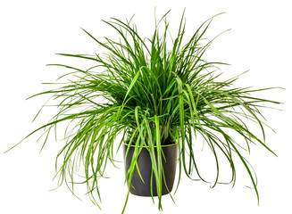Fresh green grass grows in a flower pot. Isolated background. Concept for design.