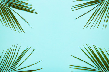 Green leaves of palm tree on blue background with copy space