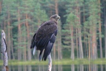 White-tailed eagle (Haliaeetus albicilla) in the North of Belarus