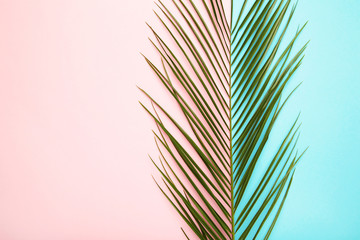 Green leaf of palm tree on colorful background with copy space