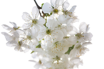 Flowering branch of pear tree on a sunny spring day. Pear tree flowers and buds. Pear blossom in early spring. Shallow depth of field.