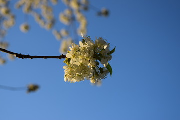 flower with blue sky