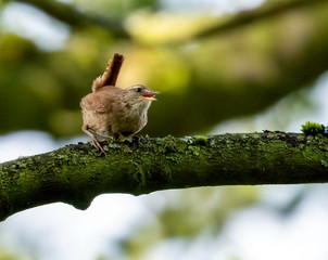 wren on a branch