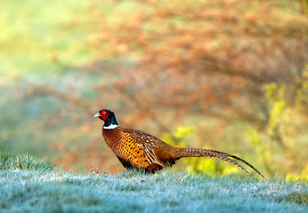 pheasant in the field