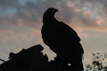 White-tailed eagle (Haliaeetus albicilla) in the North of Belarus