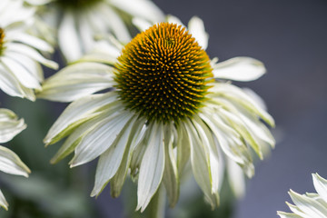Blossoms of coneflowers (echinacea) in white, green, yellow and orange