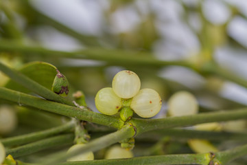 close-up of a mistletoe