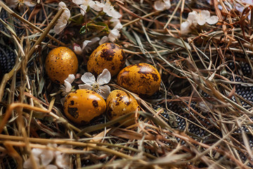 nest with yellow easter eggs