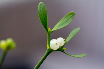 close-up of a mistletoe