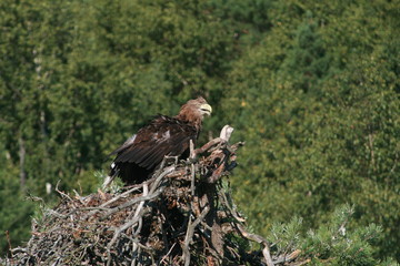 White-tailed eagle (Haliaeetus albicilla) in the North of Belarus