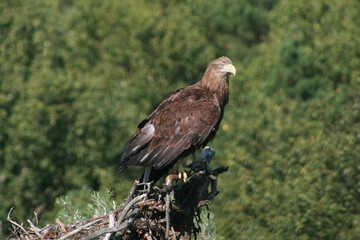 White-tailed eagle (Haliaeetus albicilla) in the North of Belarus
