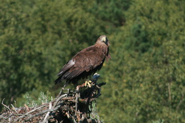 White-tailed eagle (Haliaeetus albicilla) in the North of Belarus