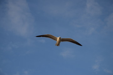 seagull in flight