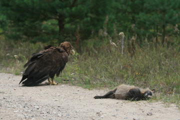 White-tailed eagle (Haliaeetus albicilla) in the North of Belarus
