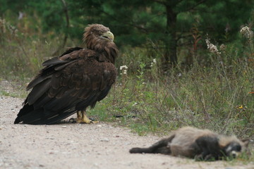 White-tailed eagle (Haliaeetus albicilla) in the North of Belarus