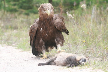 White-tailed eagle (Haliaeetus albicilla) in the North of Belarus