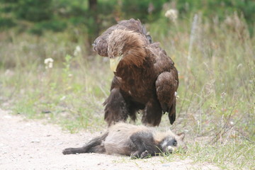 White-tailed eagle (Haliaeetus albicilla) in the North of Belarus